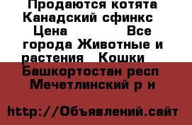 Продаются котята Канадский сфинкс › Цена ­ 15 000 - Все города Животные и растения » Кошки   . Башкортостан респ.,Мечетлинский р-н